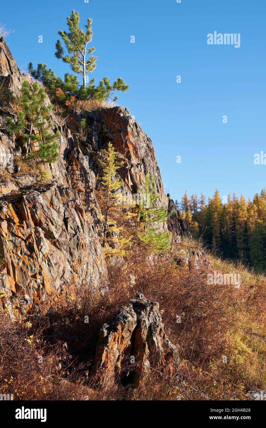 Altai Herbstlandschaft mit Steinen und Zedern und Lärchen. Altai, Sibirien, Russland Stockfoto