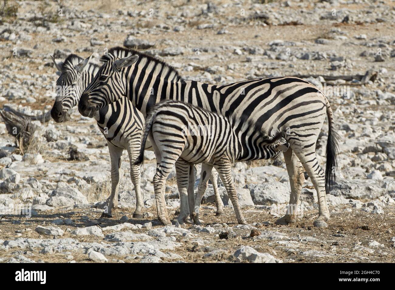 Plains Zebra (Equus quagga), weibliche Erwachsene mit säugenden Fohlen im Etosha Wildlife Reserve, Namibia, Afrika. Stockfoto