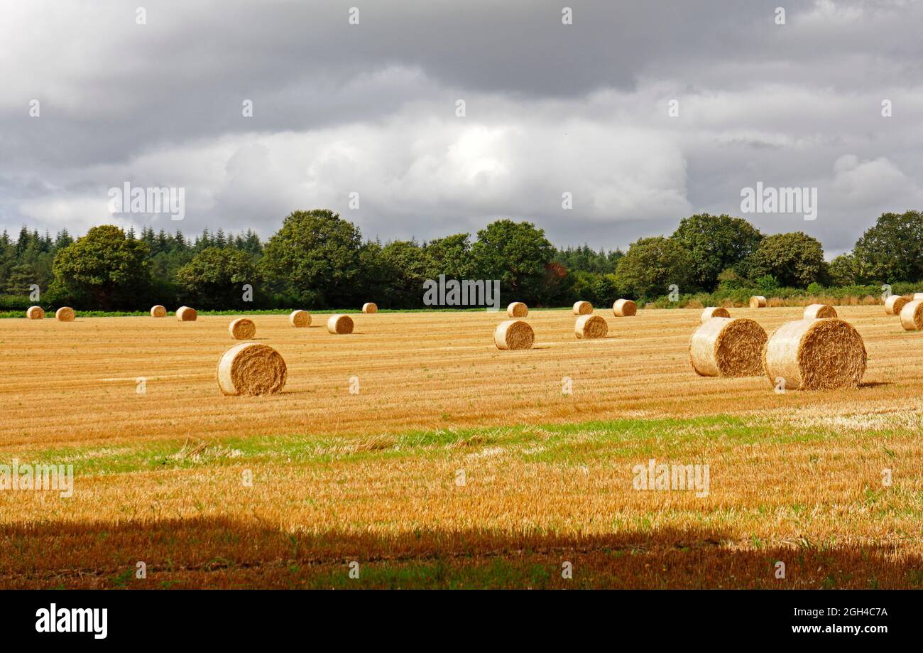 Strohballen auf einem Feld nach der Ernte bei spätsommerlicher Sonne in der Landschaft von Norfolk in Haveringland, Norfolk, England, Großbritannien. Stockfoto