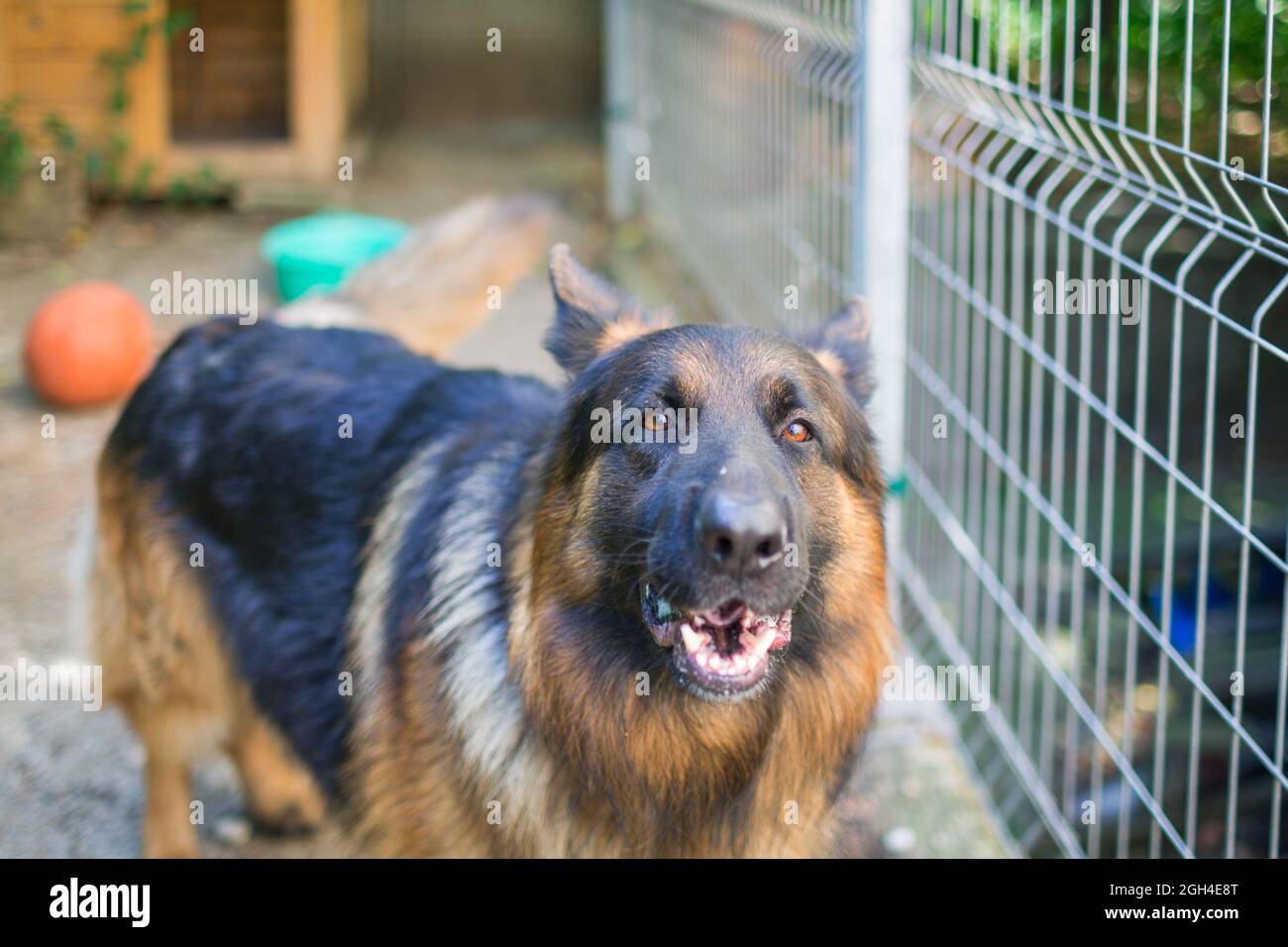 Der deutsche Schäferhund 'Ajax' zeigt den Charakter eines Kämpfers Stockfoto
