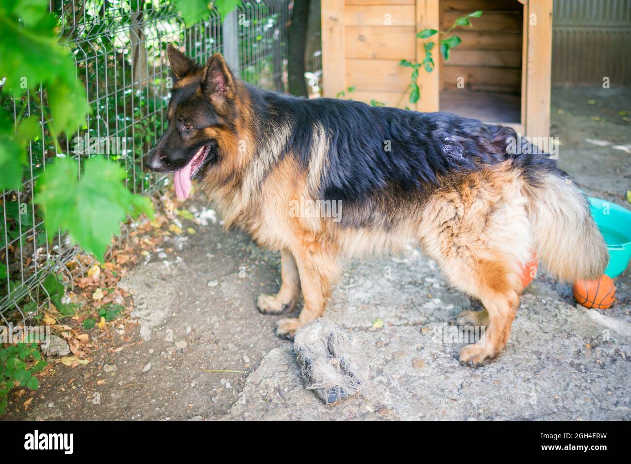 Der deutsche Schäferhund 'Ajax' erträgt die Sommerhitze im Schatten unter Weinreben und Kirschbäumen in seinem Herrenhaus. Stockfoto