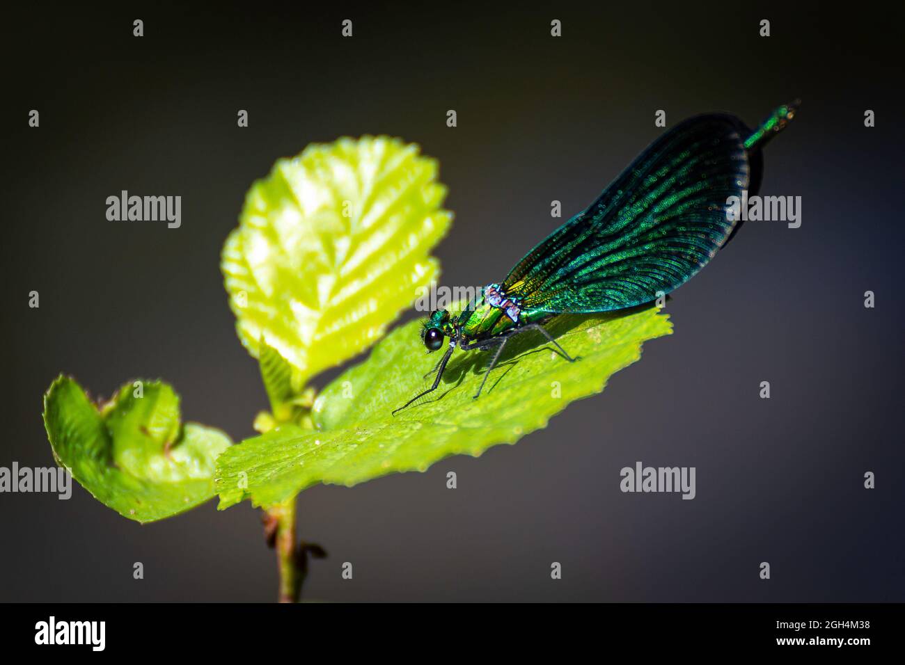 Nahaufnahme einer grünen Libelle, die auf einem Blatt liegt Stockfoto