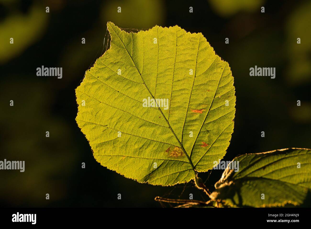 Erlenblatt bei Hinterlicht, Garstedt, Niedersachsen, Deutschland Stockfoto