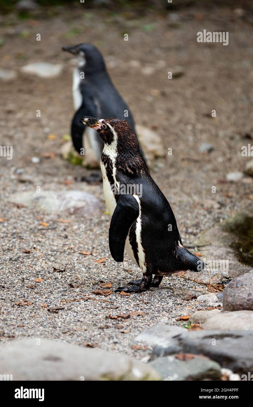 Pinguin steht am Strand Stockfoto