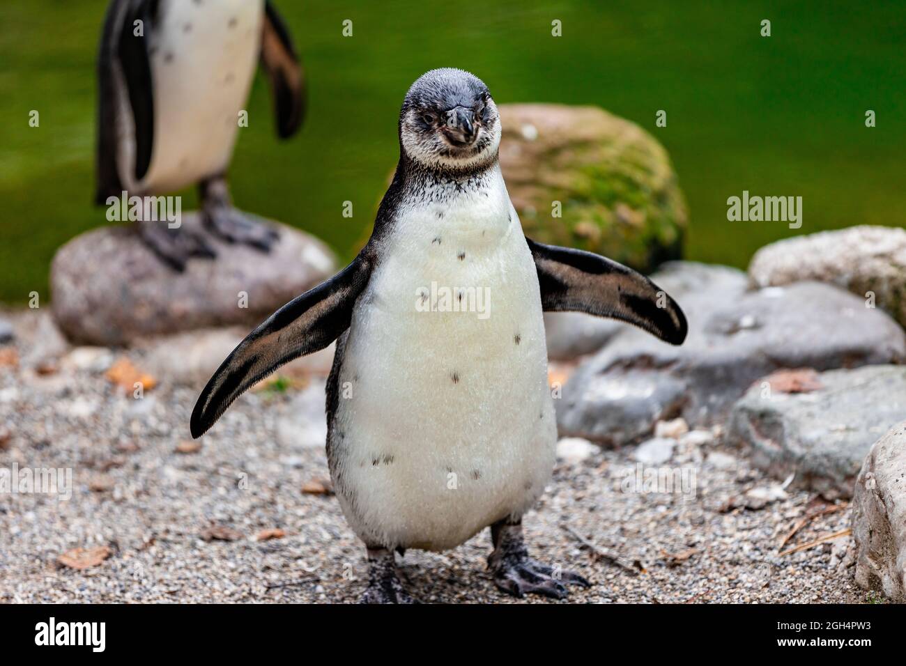 Pinguin steht am Strand Stockfoto