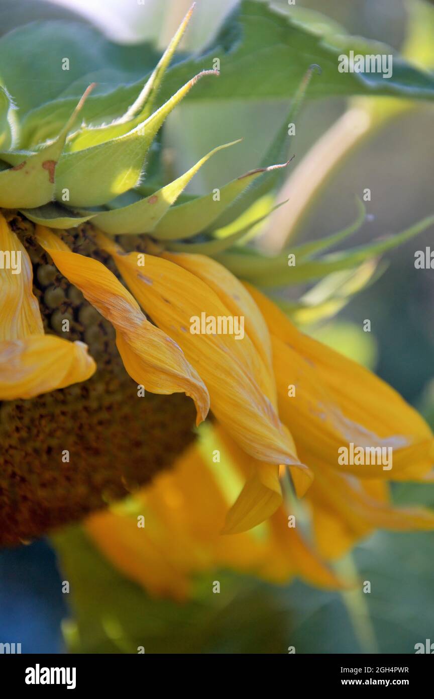 Nahaufnahme von zarten gelben Sonnenblumenblättern im Sommer Stockfoto