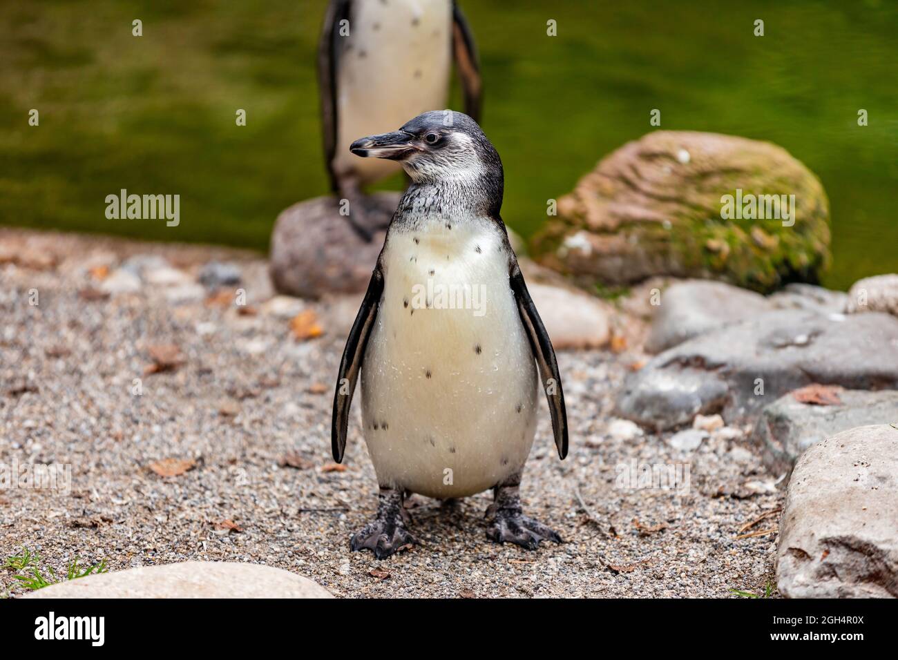 Pinguin steht am Strand Stockfoto
