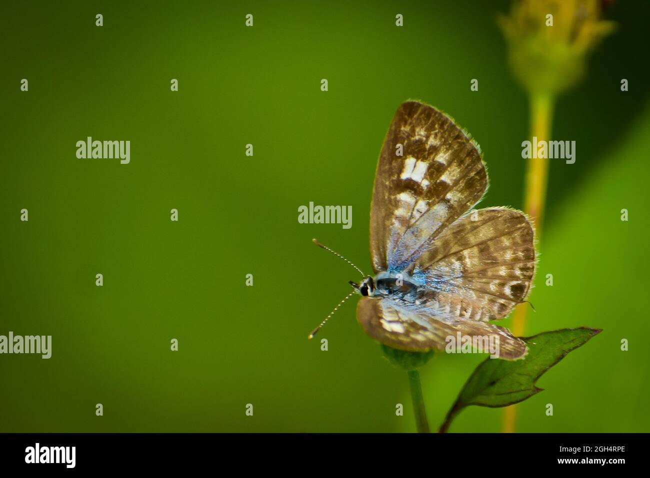 Schöner Zebrablauer Schmetterling (Leptotes plinius). Stockfoto