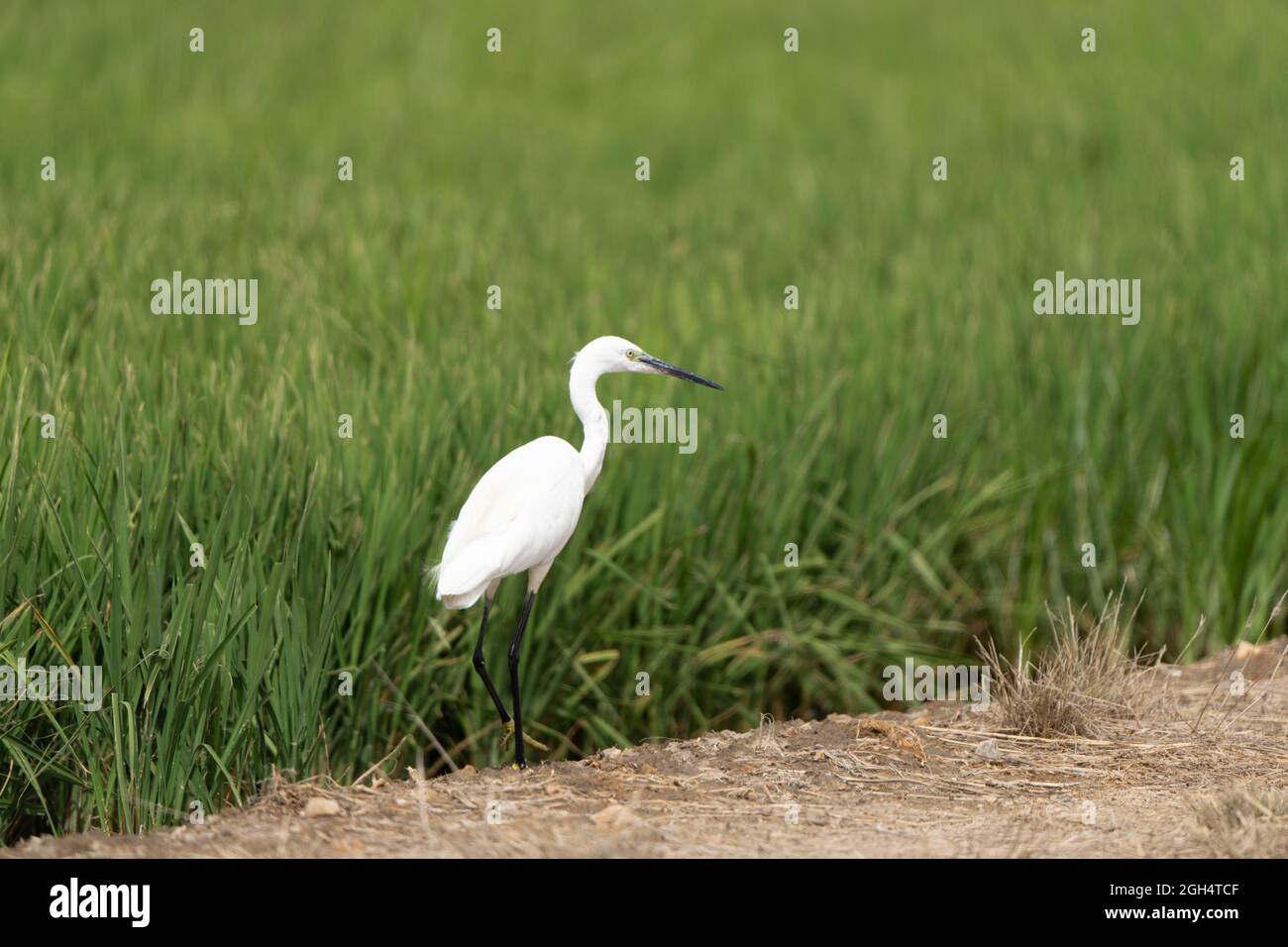 Ein Seitenportrait eines kleinen Reihern (Egretta garzetta), der auf dem Feld auf dem Boden steht Stockfoto