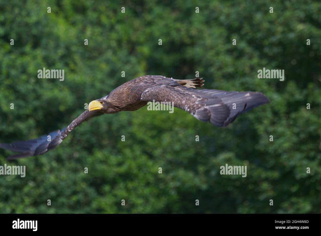 Steller's Sea Eagle Stockfoto