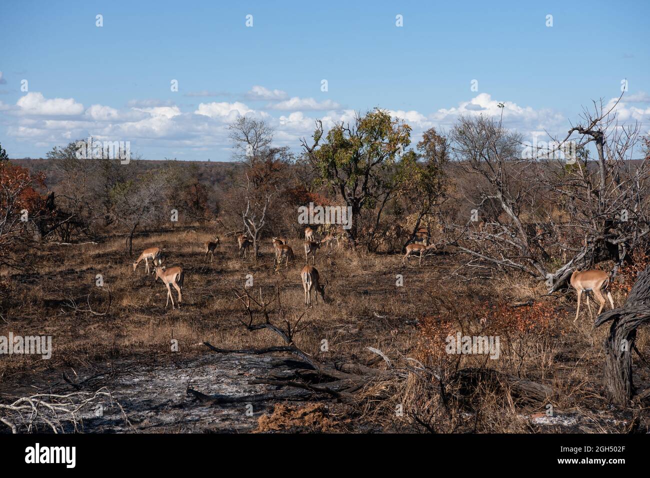 Eine Impala-Herde, die sich auf einem Gebiet ernährt, das vor kurzem im Krüger-Nationalpark verbrannt wurde Stockfoto