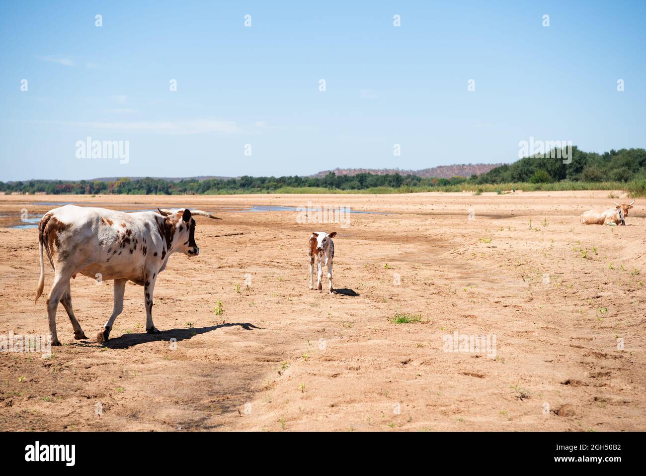 Eine Mutter Nguni Kuh, die in einem trockenen Flussbett auf ihr junges Kalb zuläuft Stockfoto