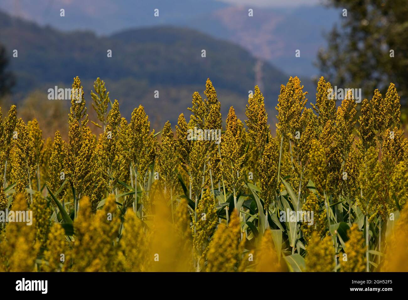 Gelbes Feld mit Sorghum im Sommer dort Stockfoto