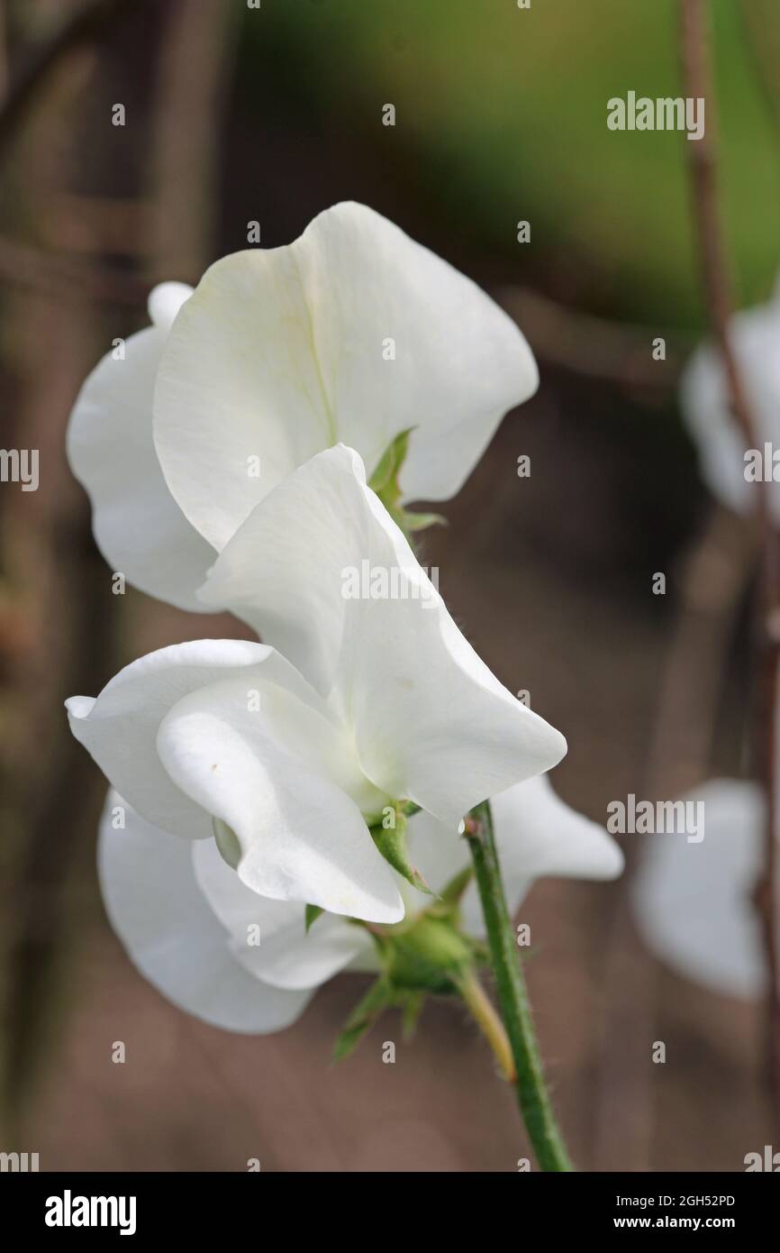 Weiße, süße Erbse, Lathyrus odoratus unbekannter Sorte, Blüten in Nahaufnahme mit einem verschwommenen Hintergrund aus Zweigen, Erde und Blättern. Stockfoto