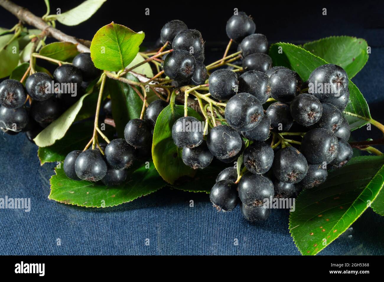 Auf dem Tisch befindet sich ein Zweig der Aronia mit Beeren/Lebensmitteln auf schwarzem Hintergrund Stockfoto