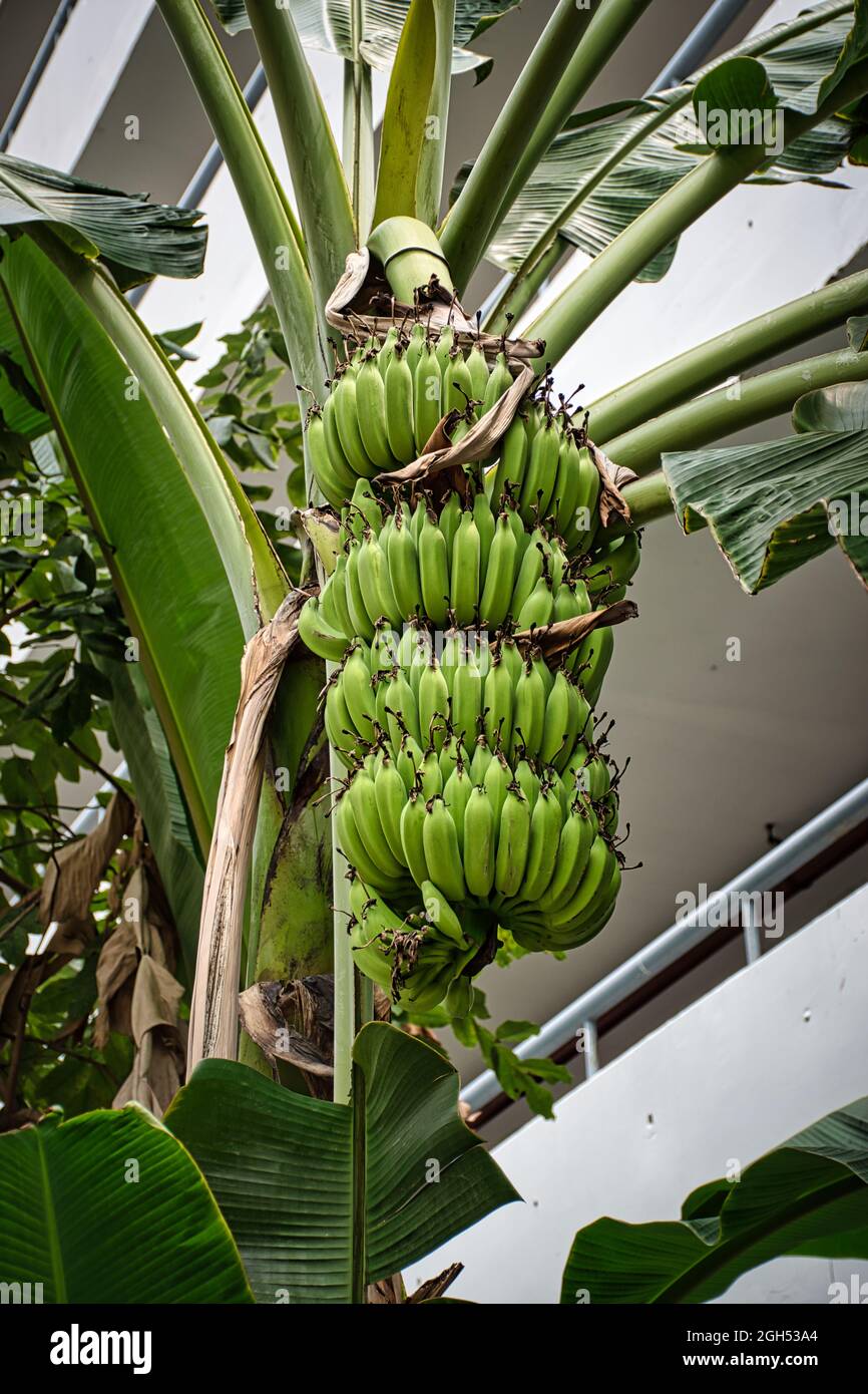 Nahaufnahme eines Bündels unreifer grüner Bananen auf dem Bananenbaum in Bangkok Stockfoto
