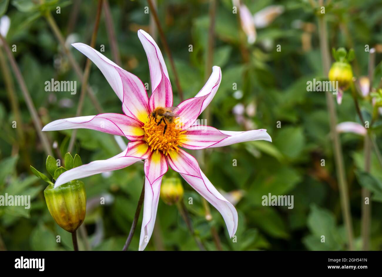 Majestätische rosa und weiße Blume von Dahlia Honka zerbrechlich bestäubt von einer Biene. Stockfoto