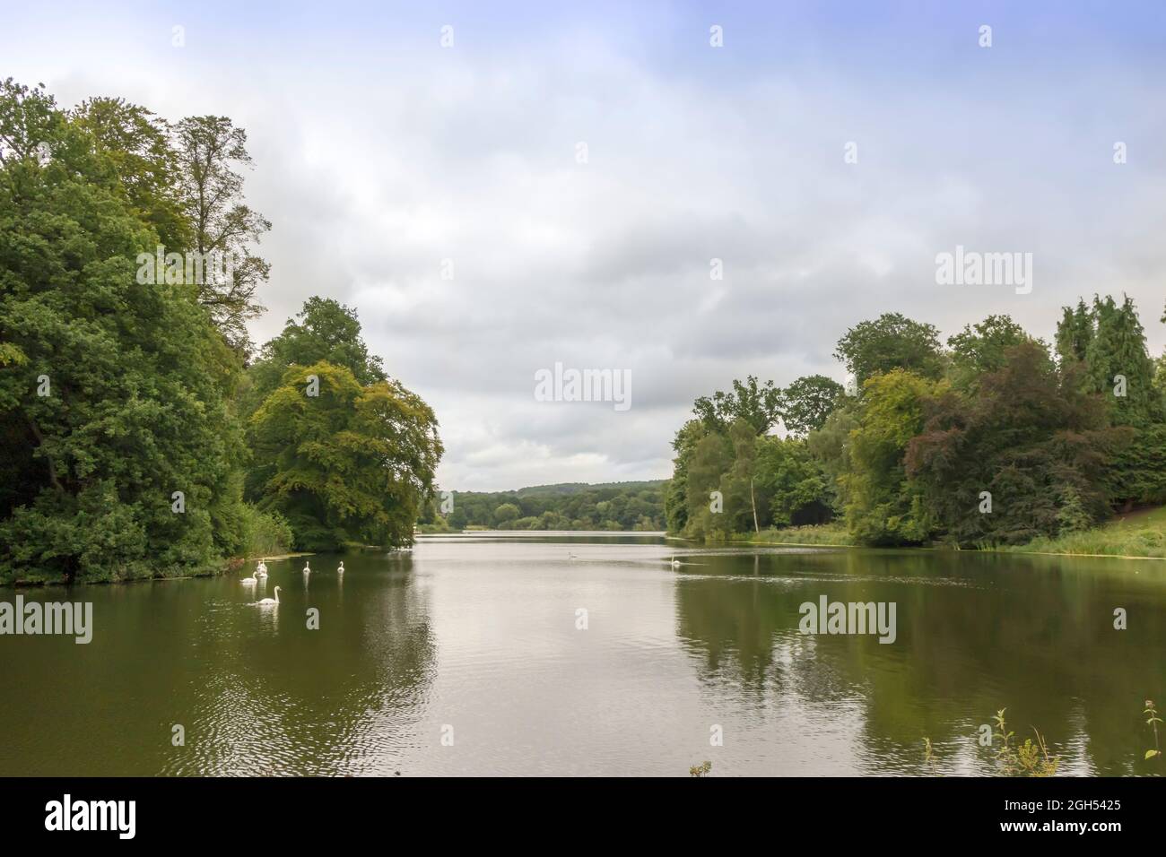Ländliche Landschaft mit Schwanen, die in einem See schwimmen, umgeben von Bäumen. Stockfoto