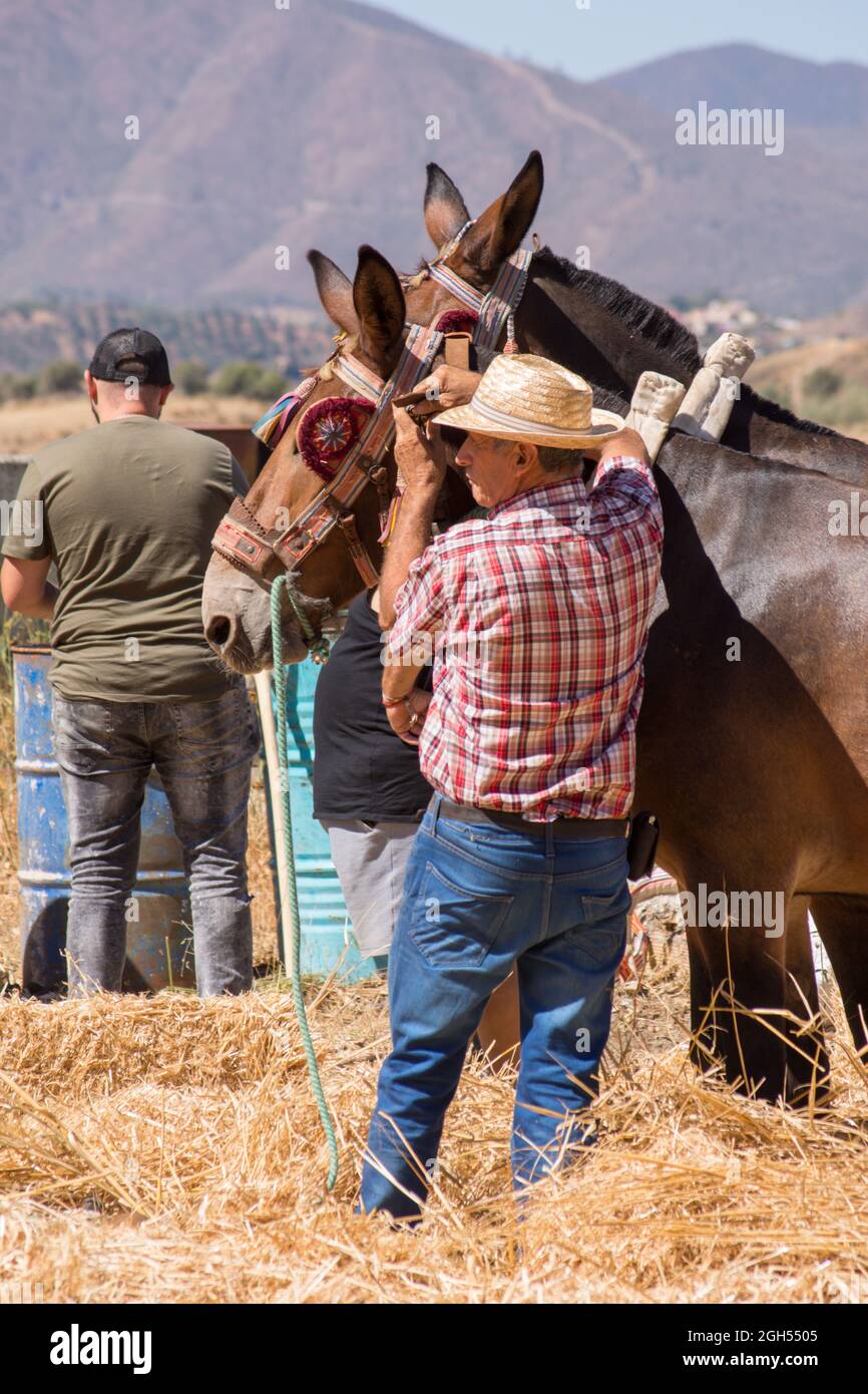 Spanien spanischer andalusischer landwirt -Fotos und -Bildmaterial in ...