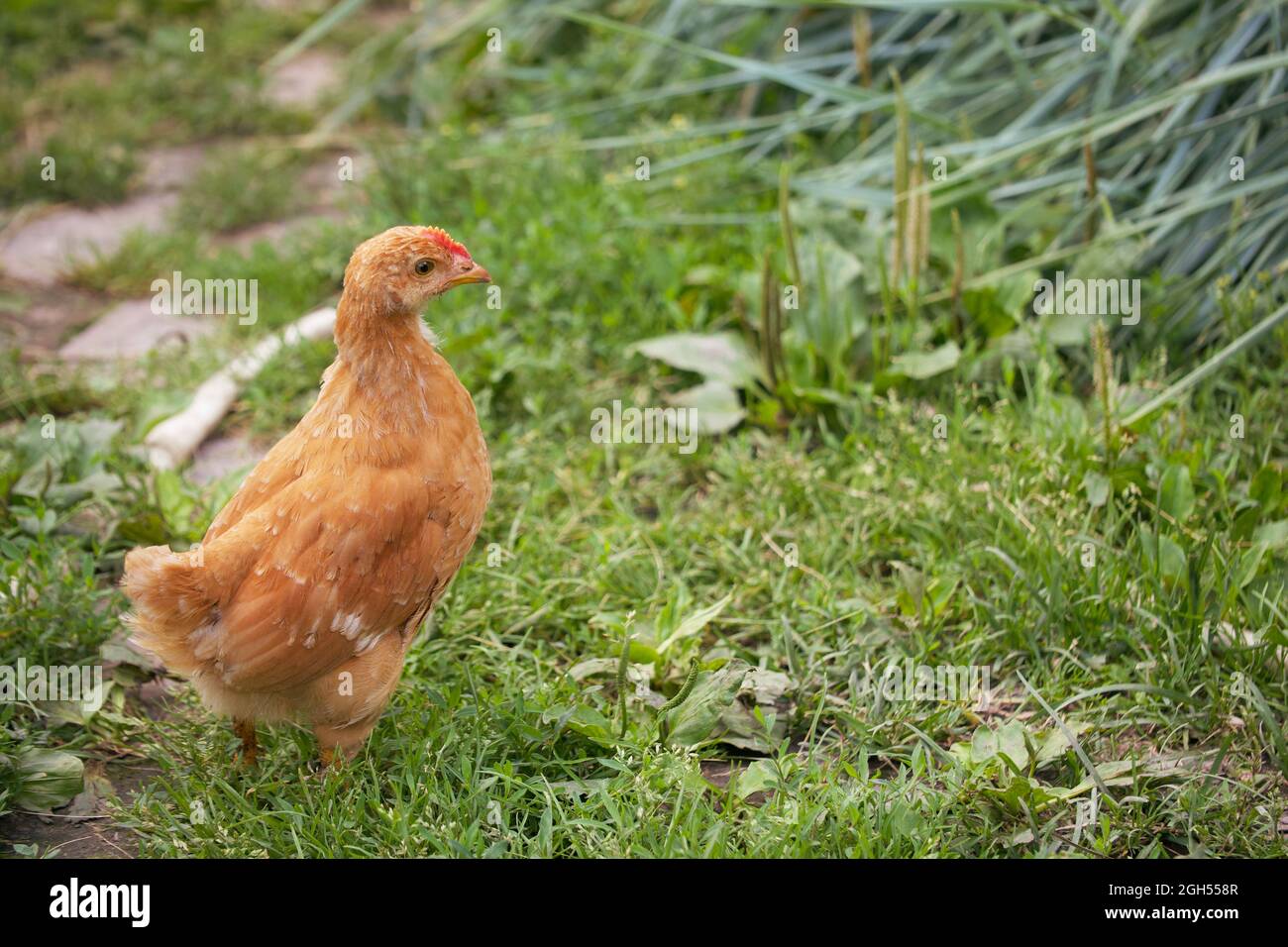 Einzelne freie braune Henne grast auf grünem Gras im Sommer sonnigen Tag. Ein kleines Junghuhn läuft frei zwischen den Gräsern. Stockfoto