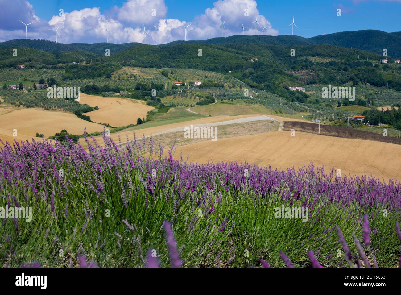 Toskana Landschaft die Blütezeit von Lavendel Stockfoto