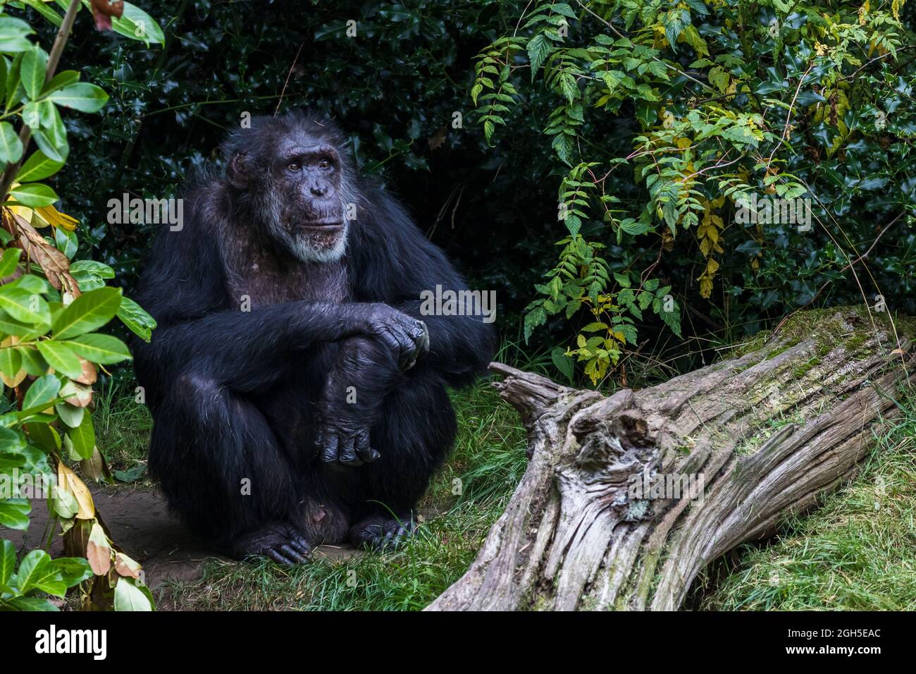 Der westliche Schimpanse findet im September 2021 in einer abgeschiedenen Ecke in der Nähe von Chester Ruhe. Stockfoto