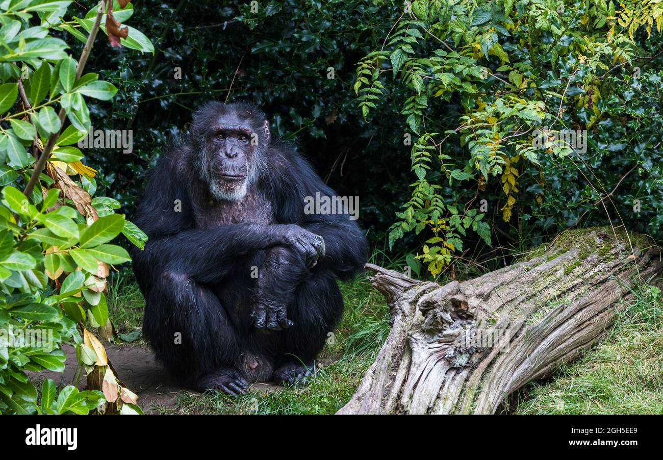 Porträt eines westlichen Schimpansen, der im September 2021 die Kamera in Cheshire anschaut. Stockfoto