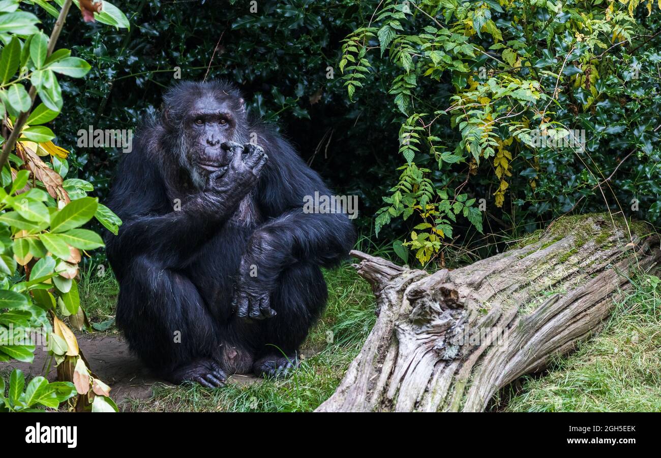 Nahaufnahme eines westlichen Schimpansen, der sich in Cheshire im Gesicht kratzt. Stockfoto
