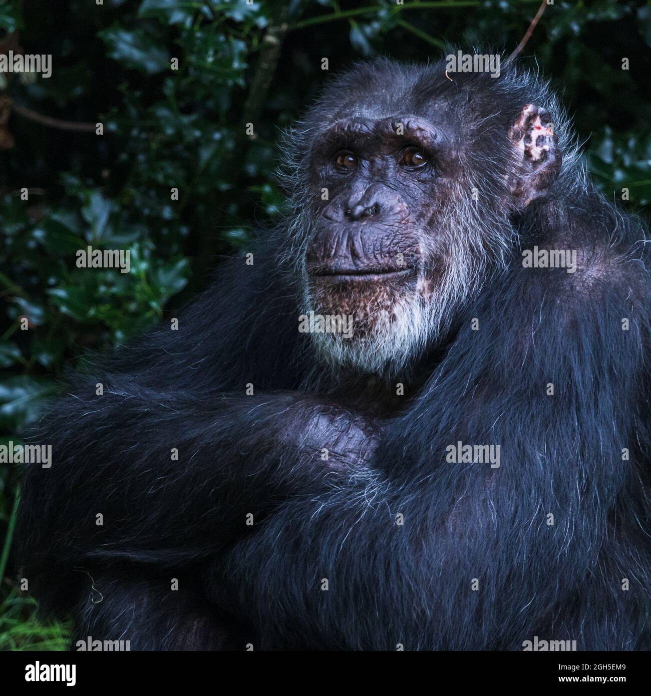 Viereckige Ernte eines westlichen Schimpansen, der seine Arme in Cheshire faltete. Stockfoto