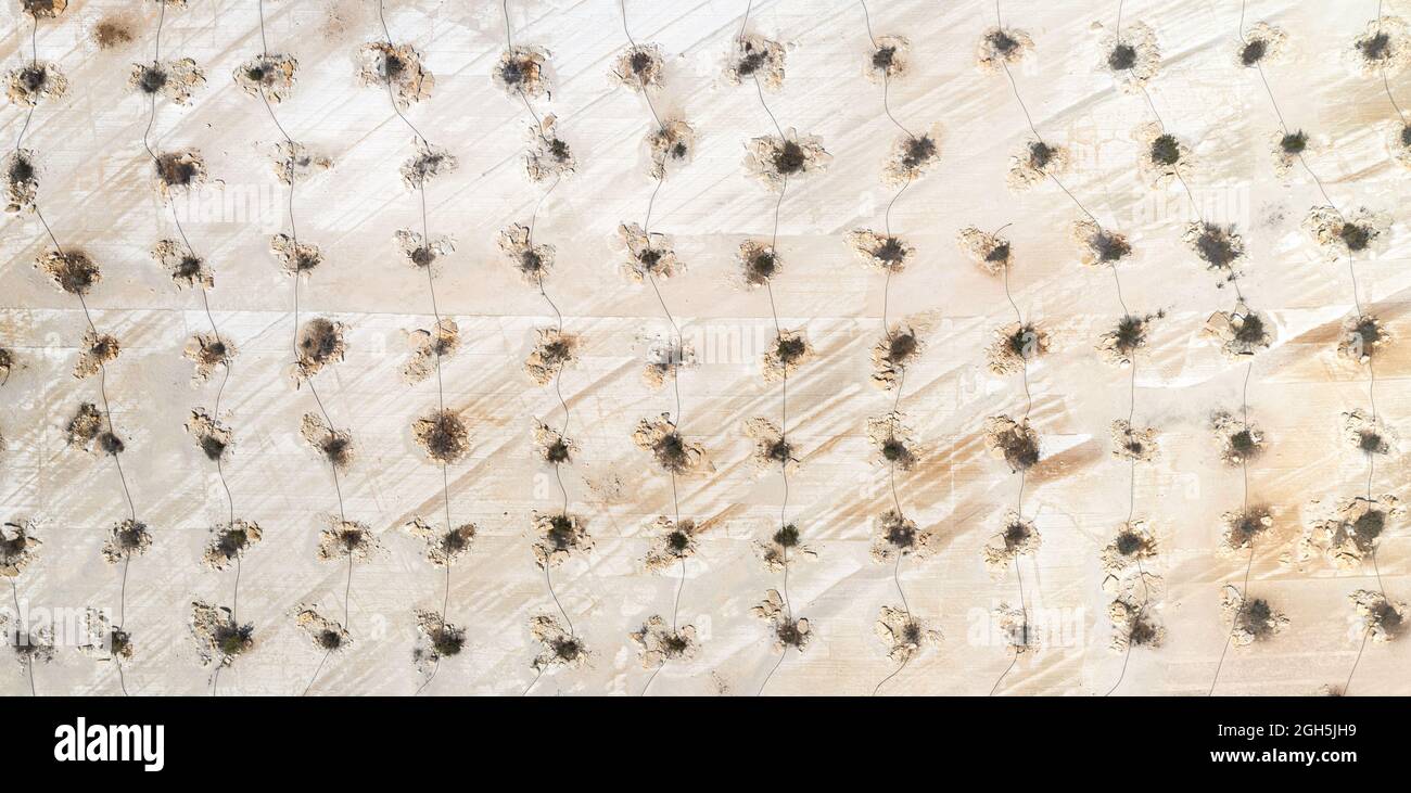 Bäume und Sträucher verbunden mit Rohrleitungen der Tropfbewässerung, Wiederaufforstung von verlassenen Kalksteinbruch Stockfoto