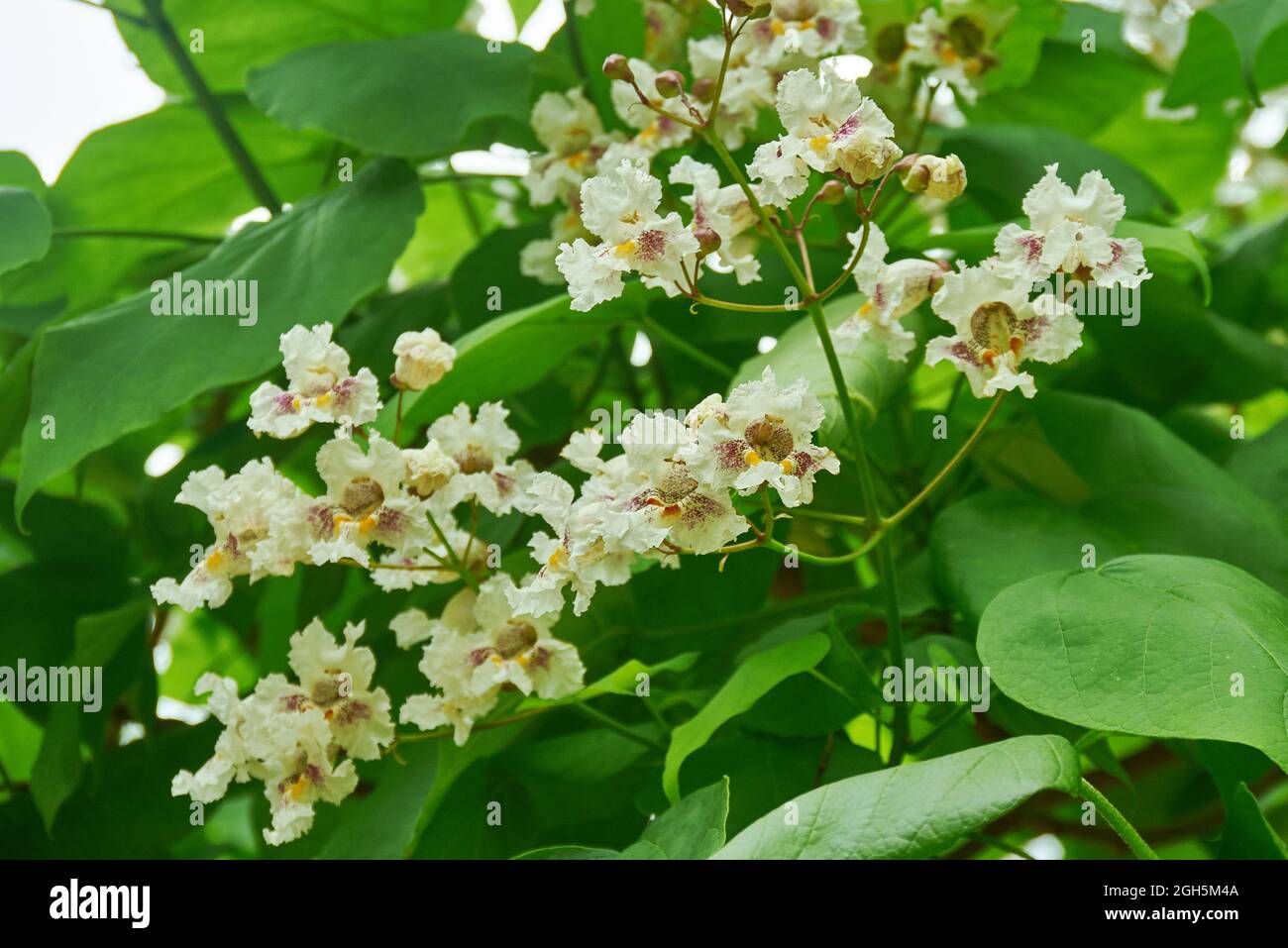 Catalpa disambiguation - Gattung der blühenden Pflanzen in der Familie Bignoniaceae Regionen von Nordamerika, der Karibik und Ostasien. Stockfoto