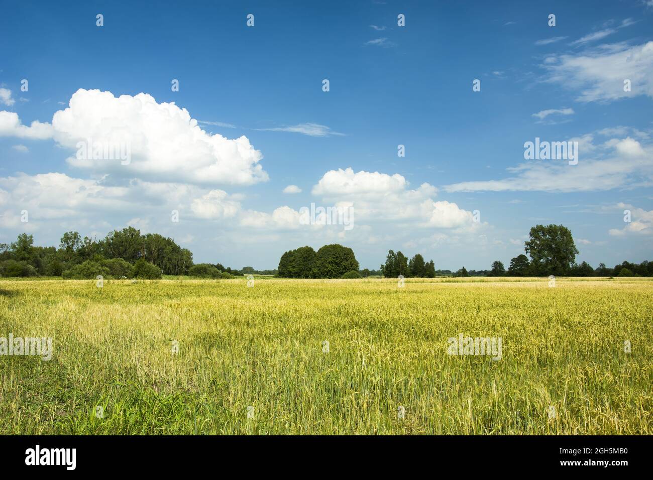 Feld mit Korn, Bäumen und weißen Wolken am Himmel Stockfoto