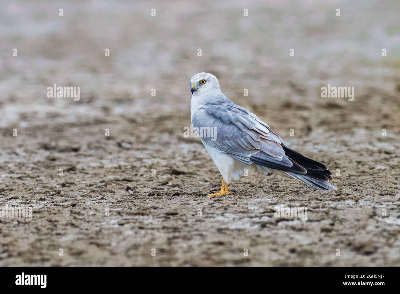 Pallid Harrier Stockfoto