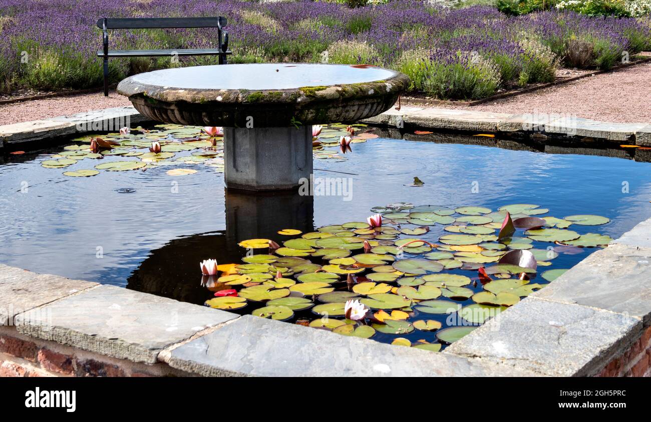 GORDON CASTLE WALLED GARDEN FOCHABERS SCOTLAND DER TEICH MIT SEEROSEN IN BLUMEN LAVENDELPFLANZEN IM GARTEN Stockfoto