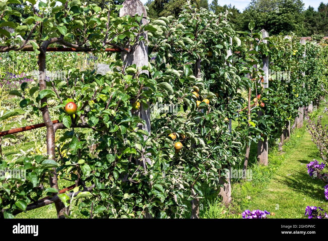 GORDON CASTLE WALLED GARDEN FOCHABERS SCHOTTLAND SORTE VON ESPALIERED ÄPFELN Stockfoto