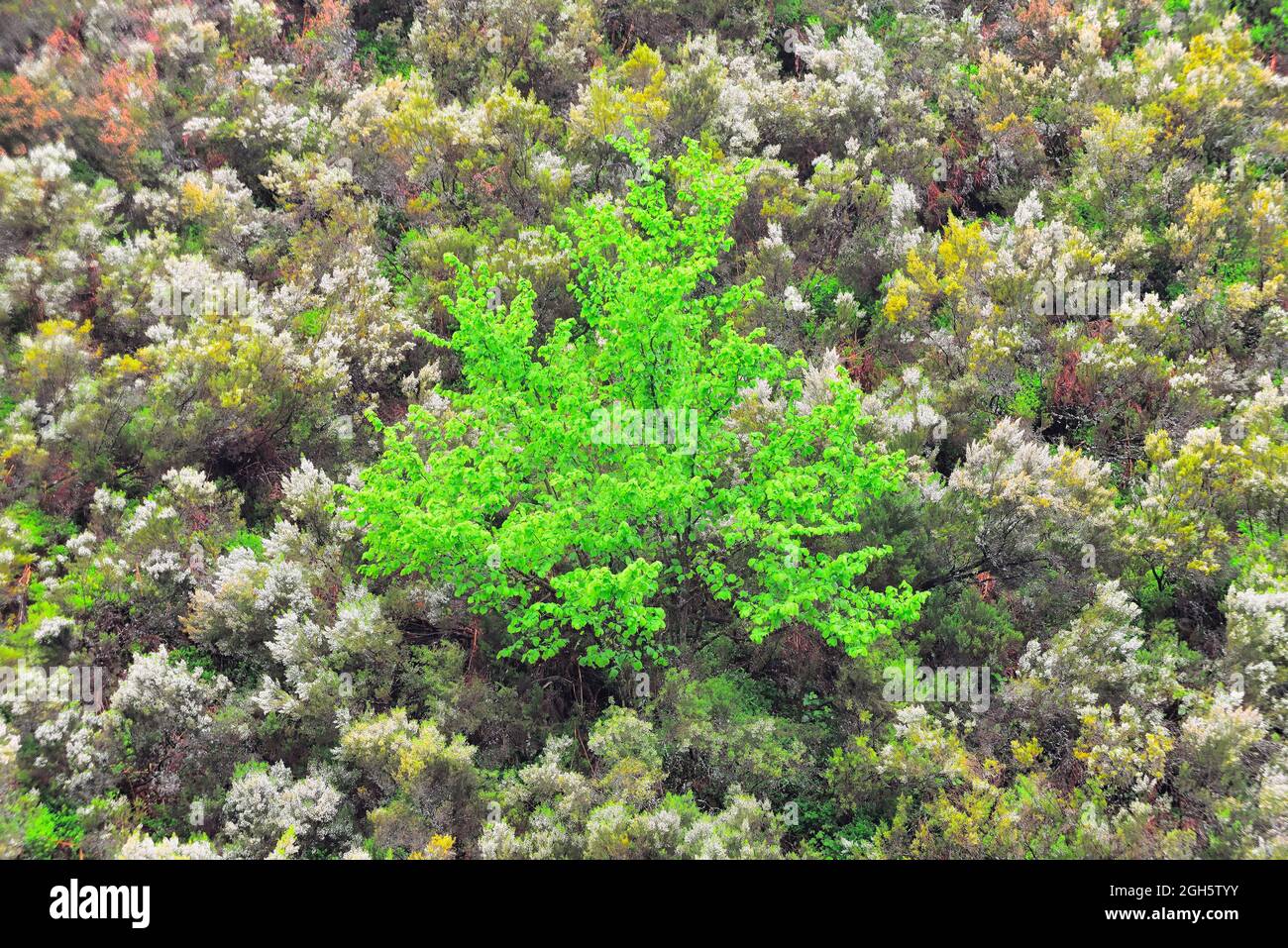 Von oben grüner Baum auf die Natur Stockfoto