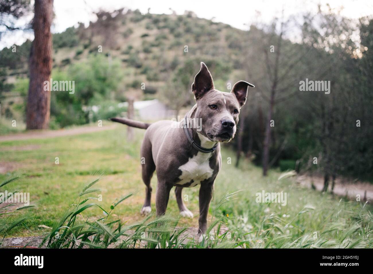 Süßes reinrassiges amerikanisches Staffordshire Terrier mit Kragen, das grüne Wiese am Sommertag auf dem Land erkundet Stockfoto