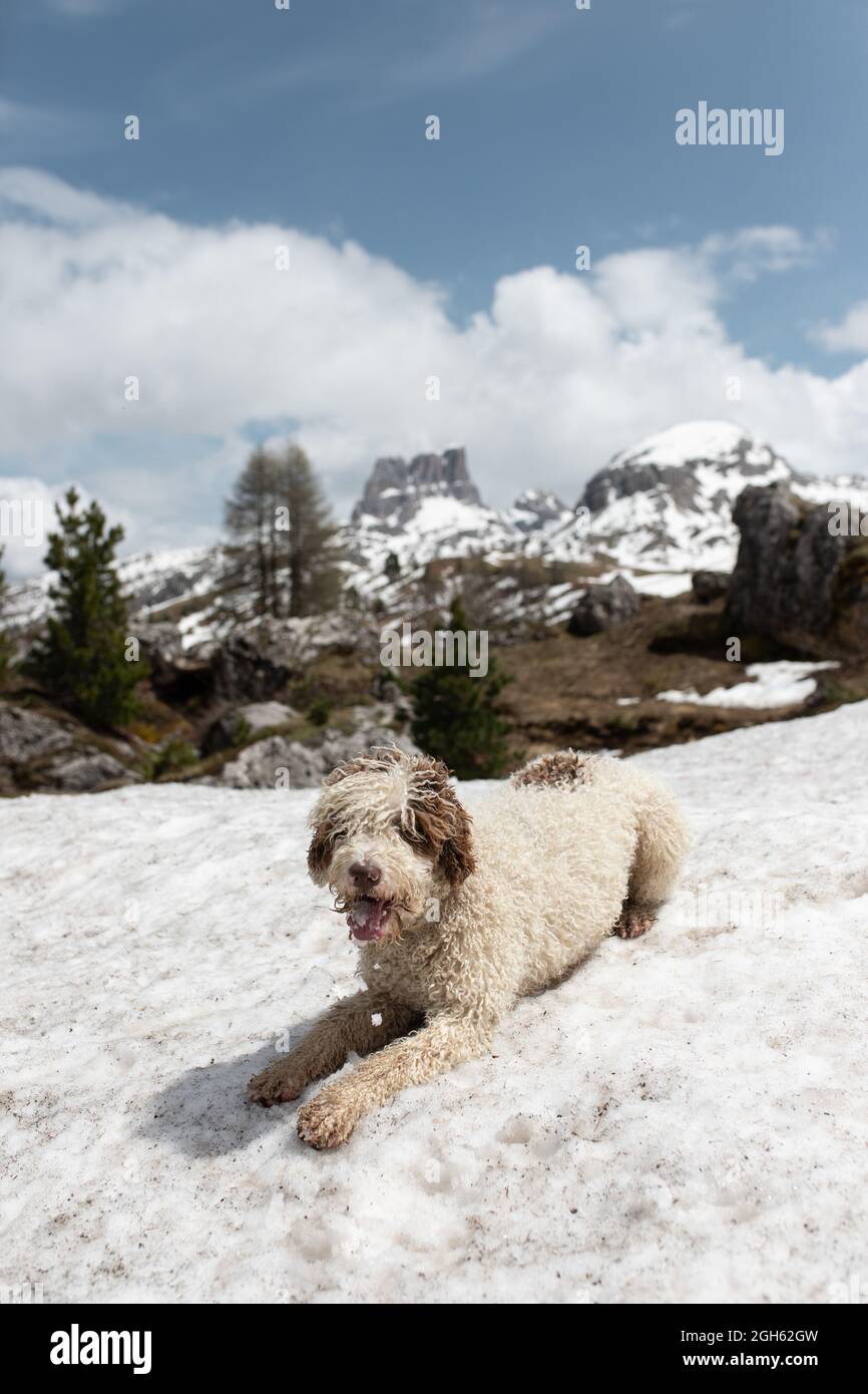 Flauschiger spanischer Wasserhund, der an sonnigen Tagen auf einer kalten verschneiten Wiese in den Dolomiten liegt Stockfoto
