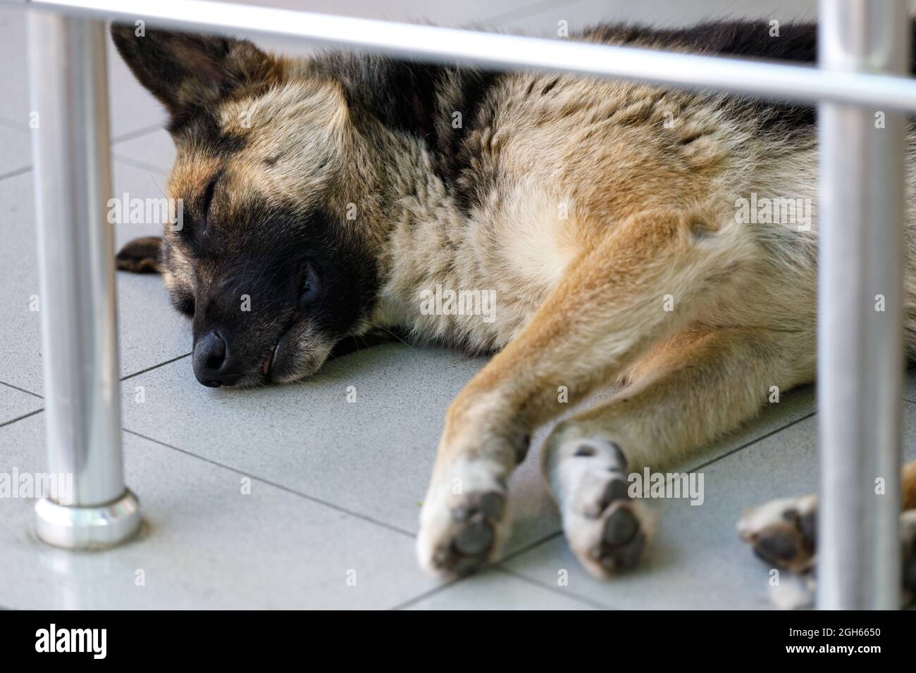 Ein streunender Hund auf der Straße der Stadt. Streunende Tiere. Hochwertige Fotos Stockfoto