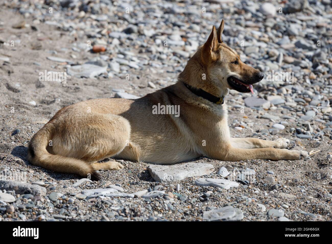 Ein streunender Hund auf der Straße der Stadt. Streunende Tiere. Hochwertige Fotos Stockfoto