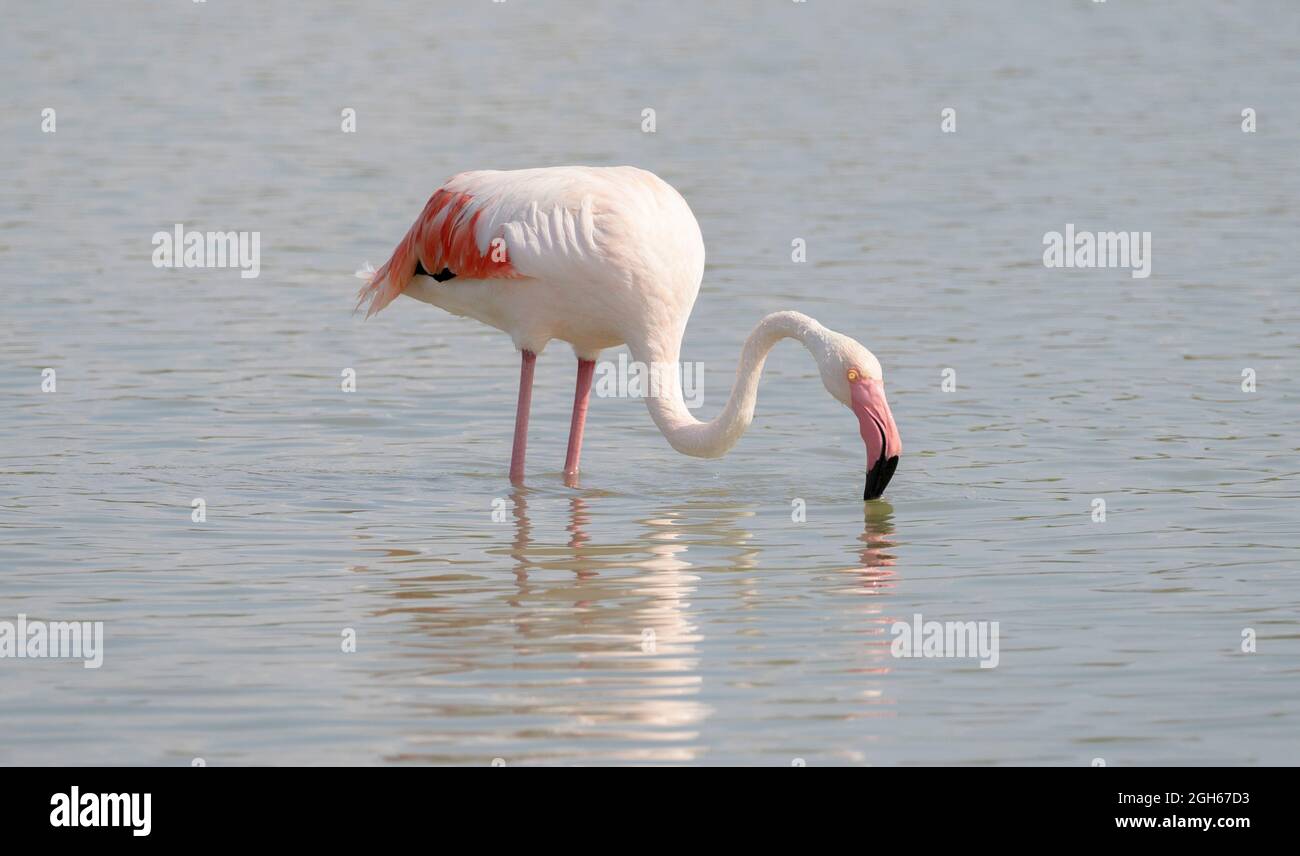 Herde von Flamingos in ihrem natürlichen Ökosystem, Phoenicopterus Stockfoto