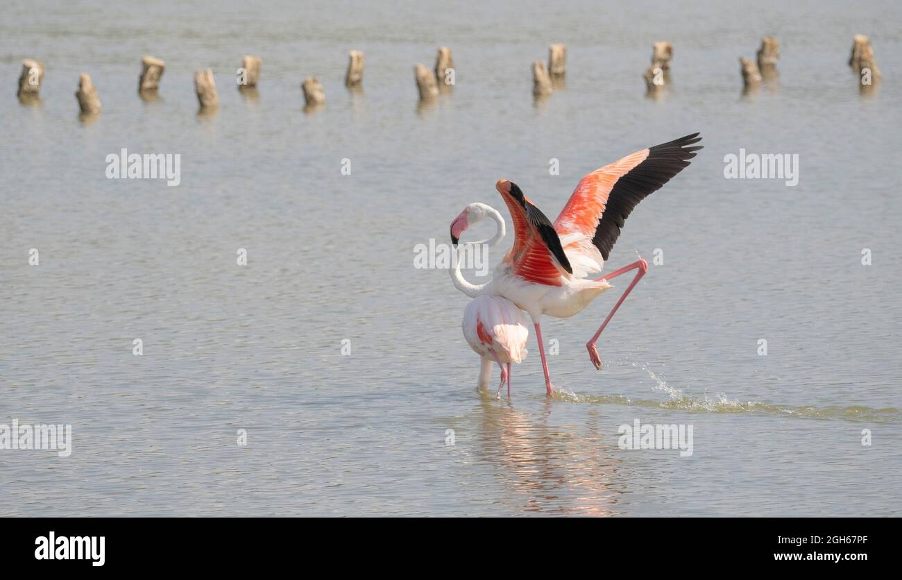 Herde von Flamingos in ihrem natürlichen Ökosystem, Phoenicopterus Stockfoto