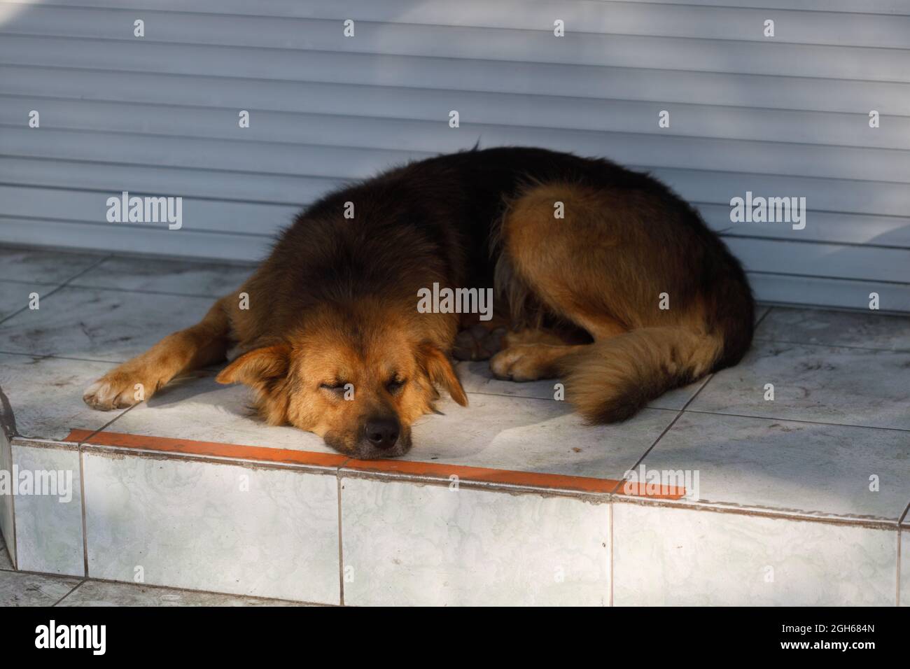 Ein streunender Hund auf der Straße der Stadt. Streunende Tiere. Hochwertige Fotos Stockfoto