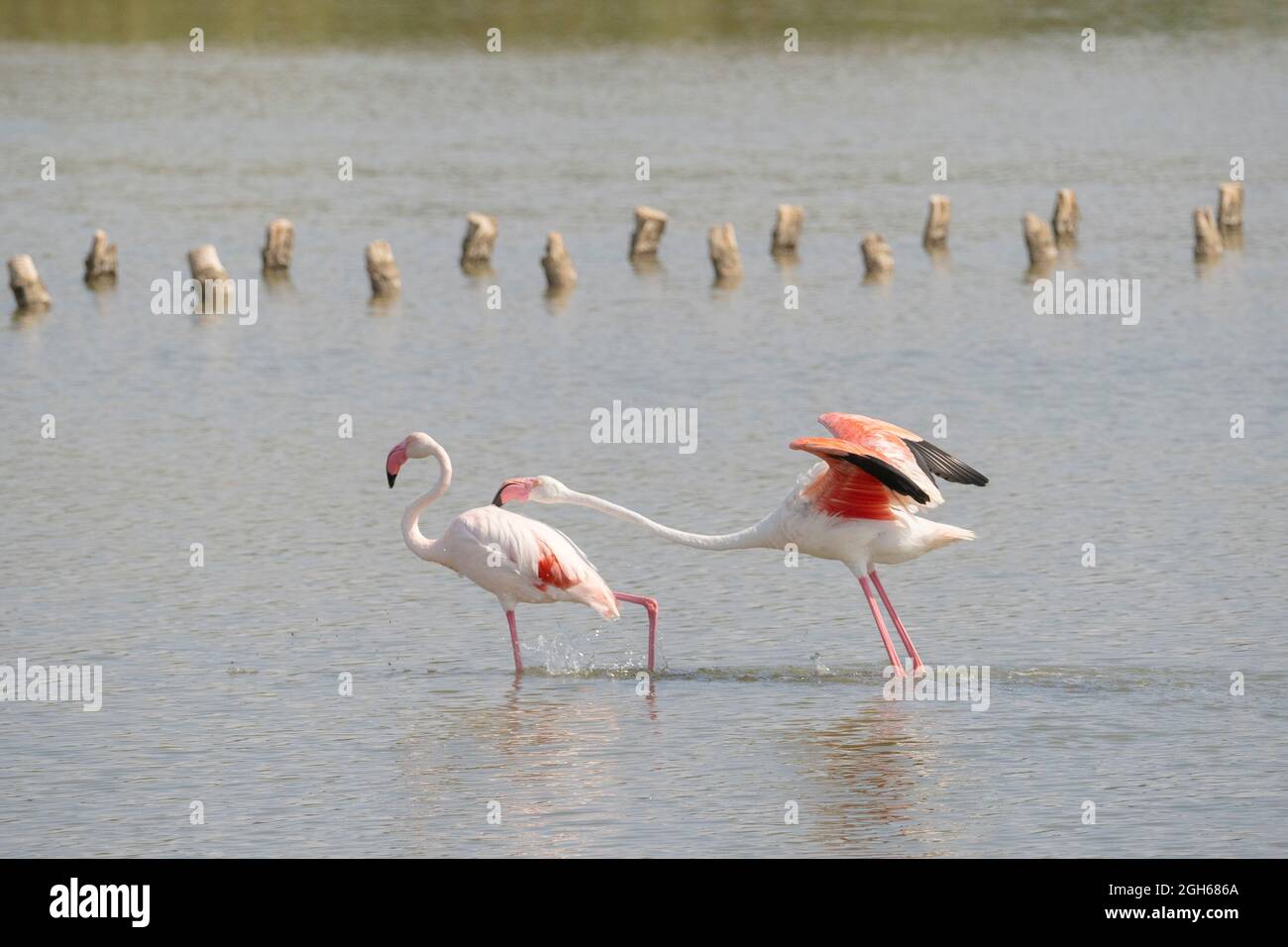 Herde von Flamingos in ihrem natürlichen Ökosystem, Phoenicopterus Stockfoto