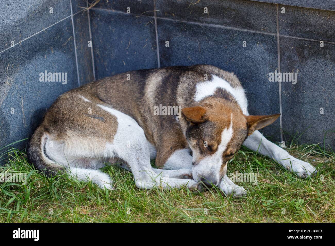 Ein streunender Hund auf der Straße der Stadt. Streunende Tiere. Hochwertige Fotos Stockfoto