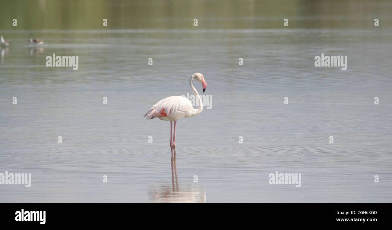 Herde von Flamingos in ihrem natürlichen Ökosystem, Phoenicopterus Stockfoto