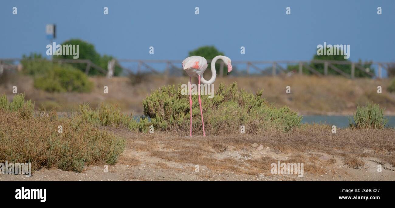 Herde von Flamingos in ihrem natürlichen Ökosystem, Phoenicopterus Stockfoto
