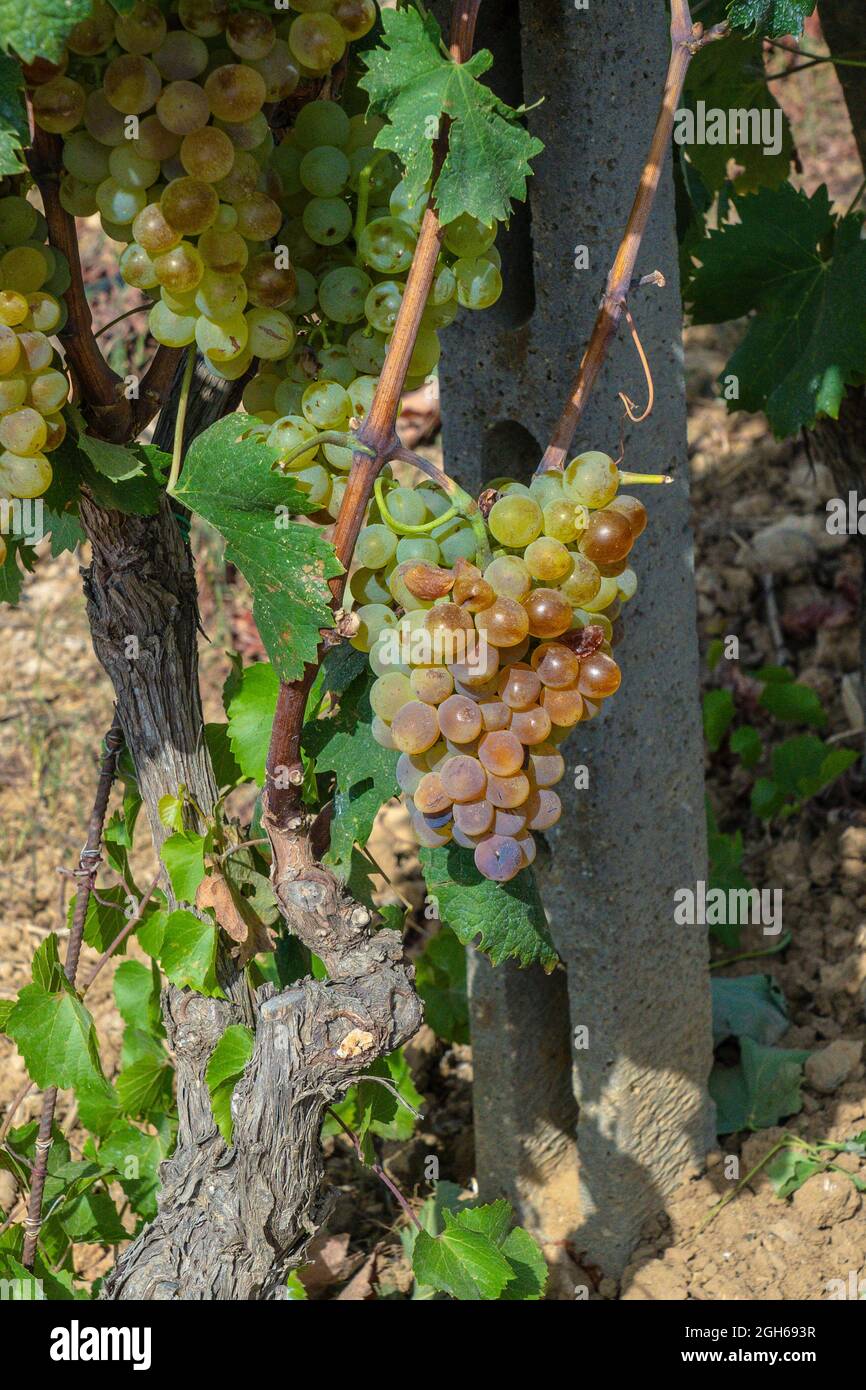 die trauben von carignano del sulcis sind bereit für die Ernte Stockfoto