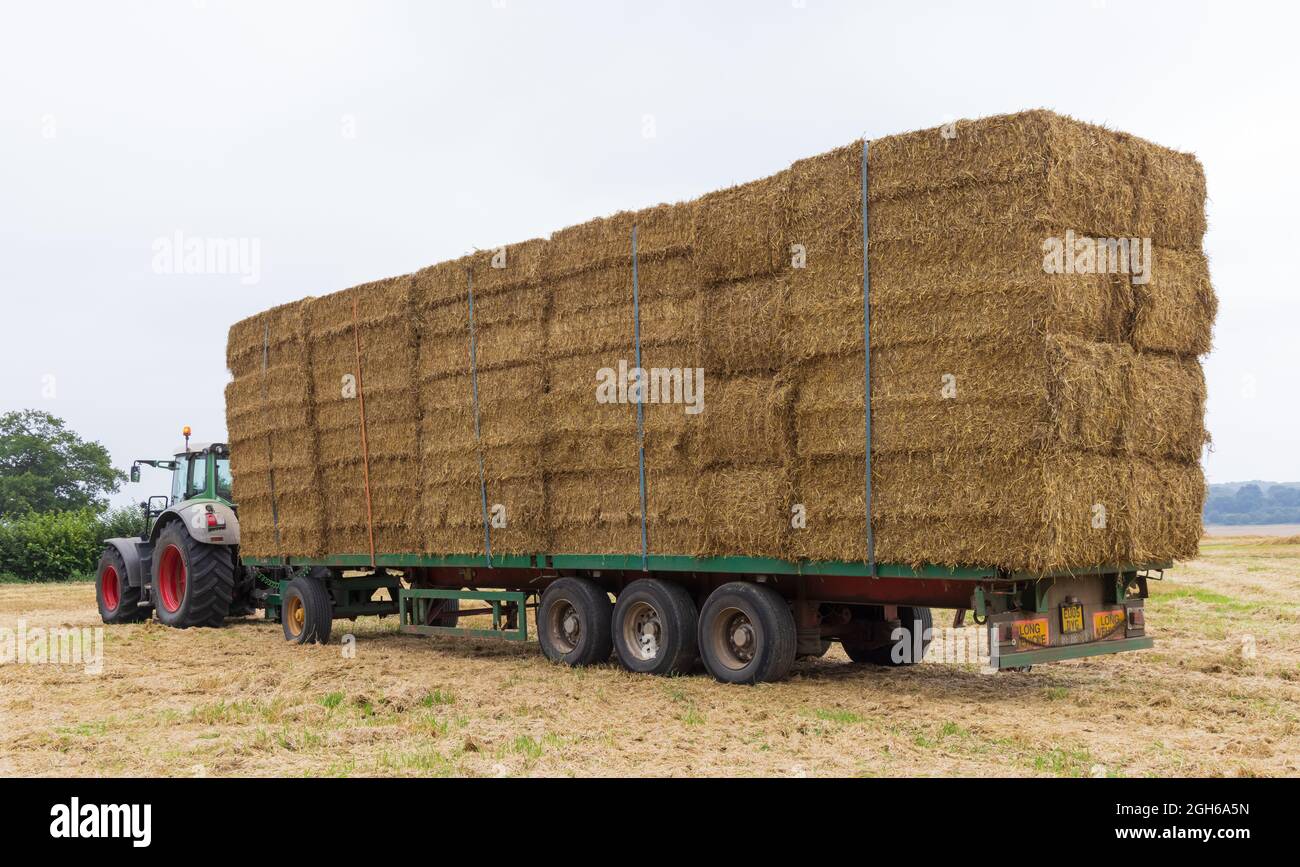 Traktor mit Anhänger auf einem Feld, das mit Strohballen befüllt ist, die zum Transport bereit sind. VEREINIGTES KÖNIGREICH Stockfoto