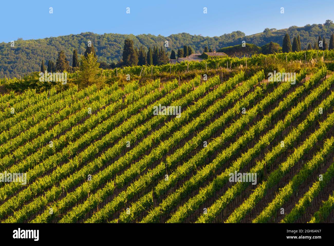 Weinberglandschaft in der Toskana, Italien. Stockfoto